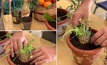 National Tree Day - Lezione ortodidattica dell’Azienda Agricola Pontieri