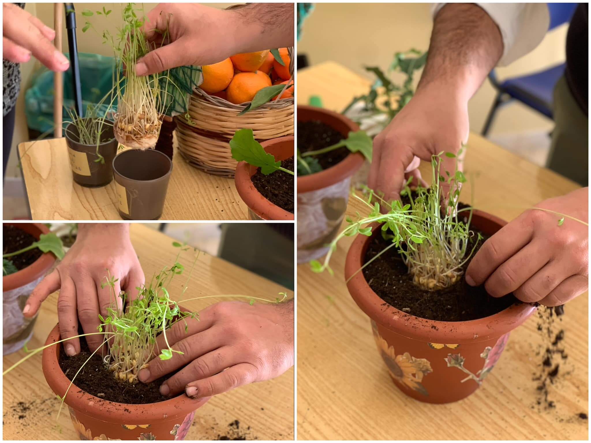 National Tree Day - Lezione ortodidattica dell’Azienda Agricola Pontieri - gocce nel deserto